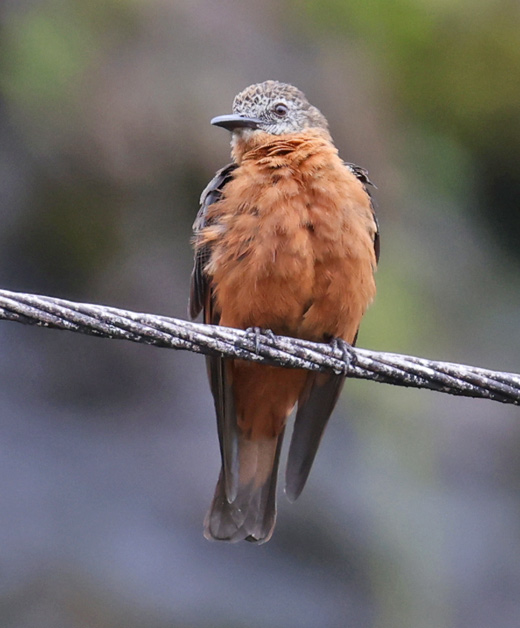 cliff Flycatcher