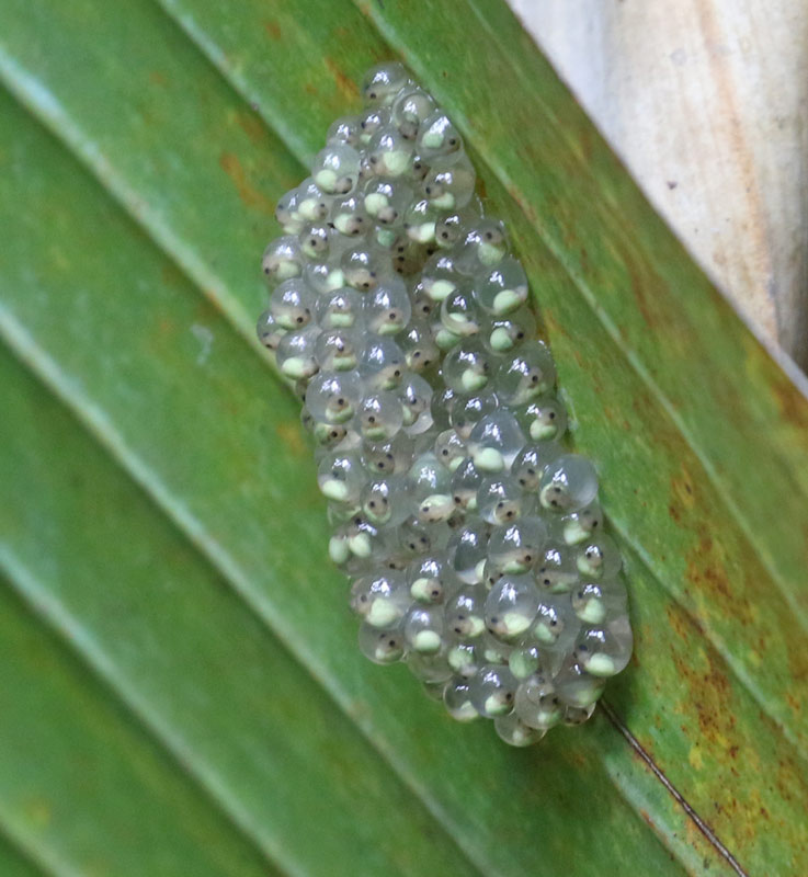 Frog eggs at Hotel Bougainvilla