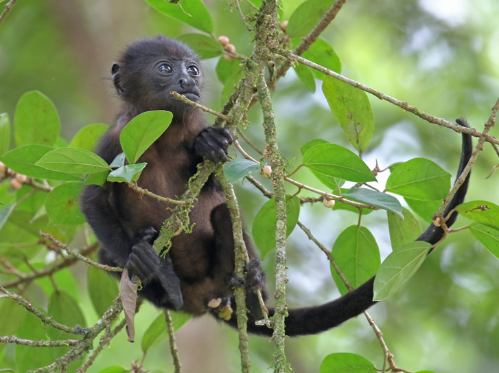 Baby Mantled Howler Monkey
