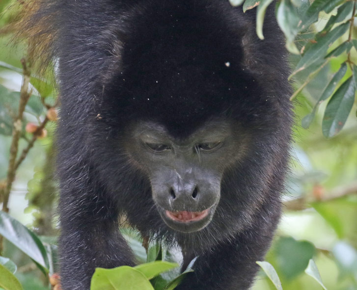 Baby Mantled Howler Monkey