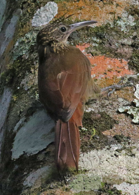 Cocoa Woodcreeper