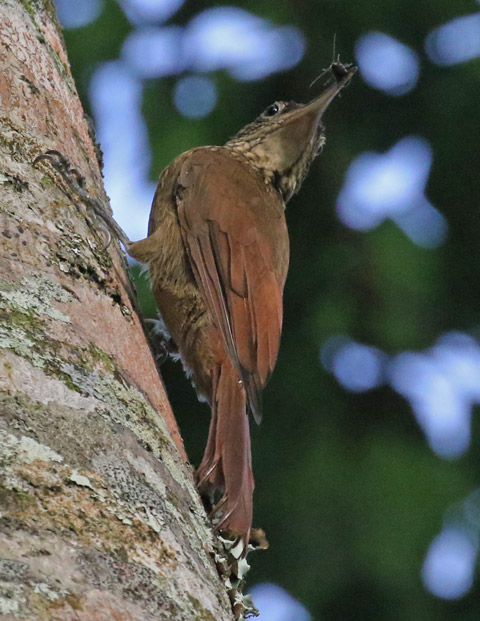 Cocoa Woodcreeper