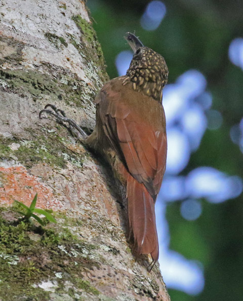 Cocoa Woodcreeper