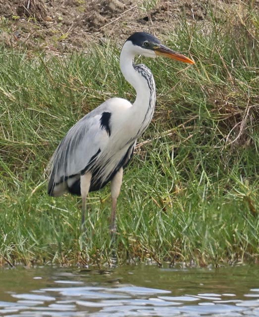 Cocoi Heron
