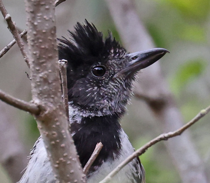 Collared Antshrike