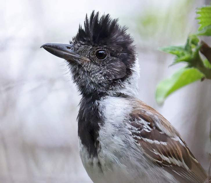 Collared Antshrike