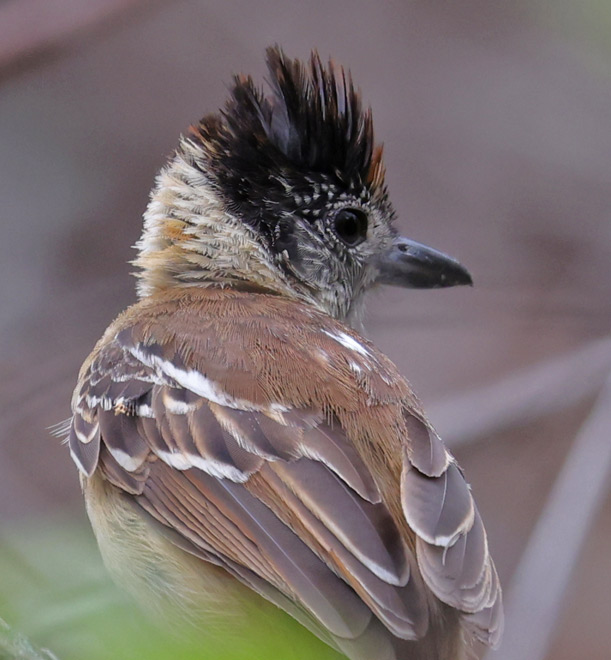 Collared Antshrike