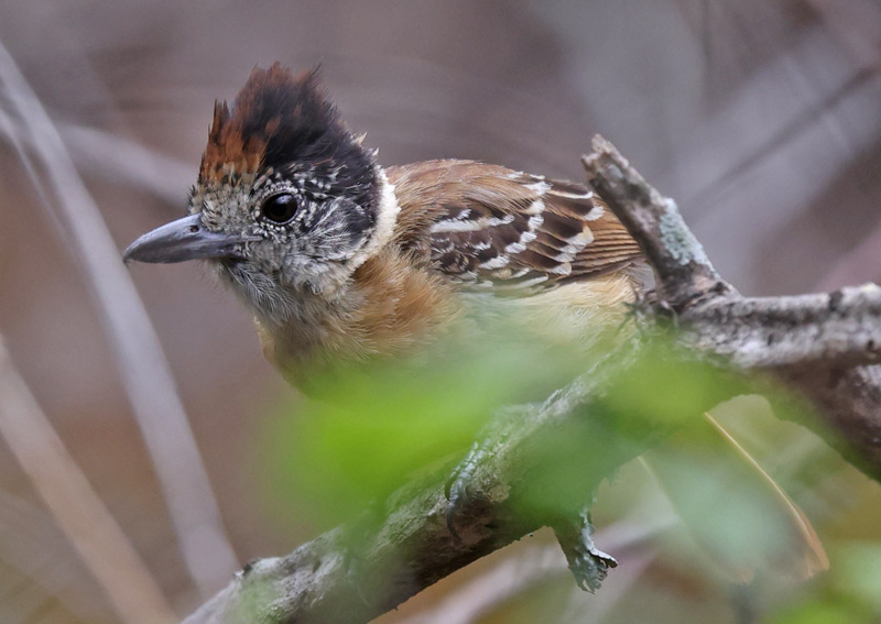 Collared Antshrike