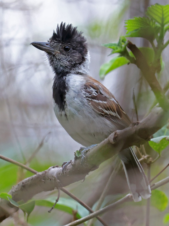 Collared Antshrike