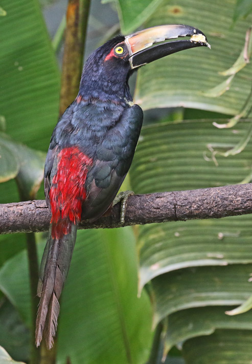 Collared Aracari