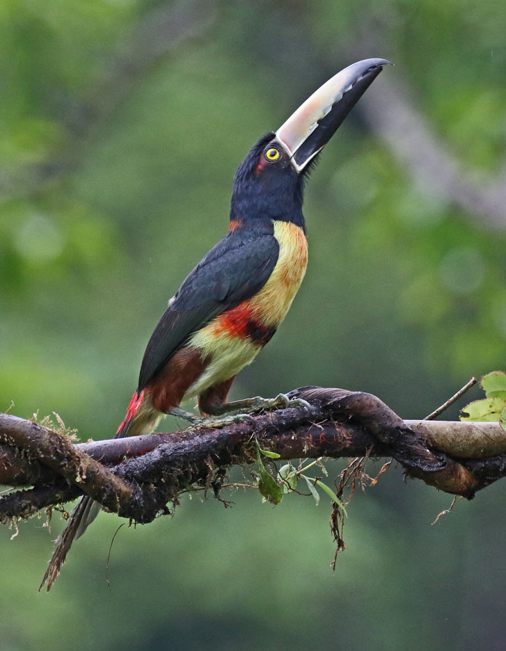 Collared Aracari