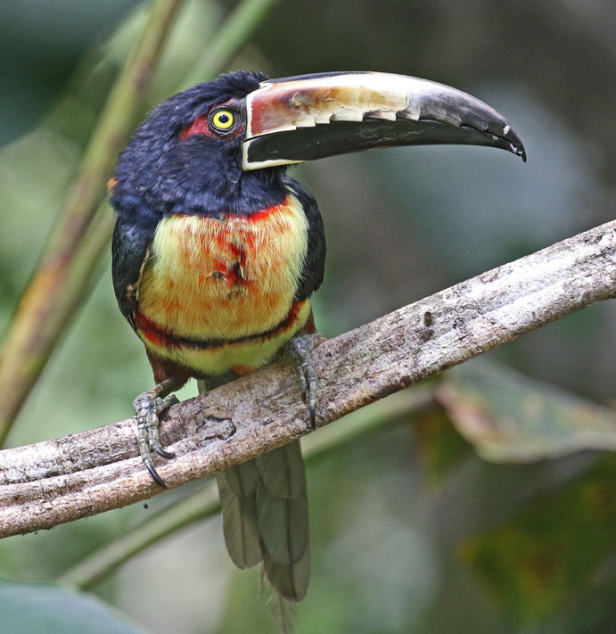 Collared Aracari