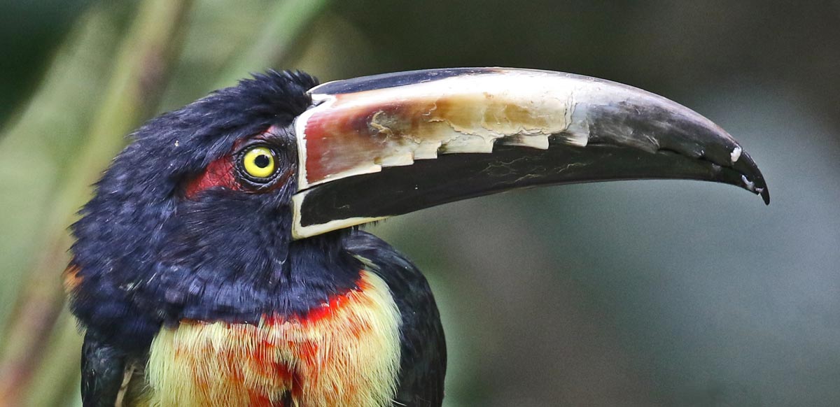Collared Aracari