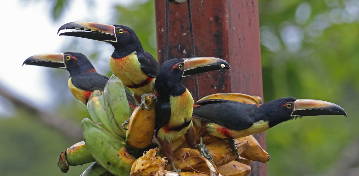 Collared Aracari