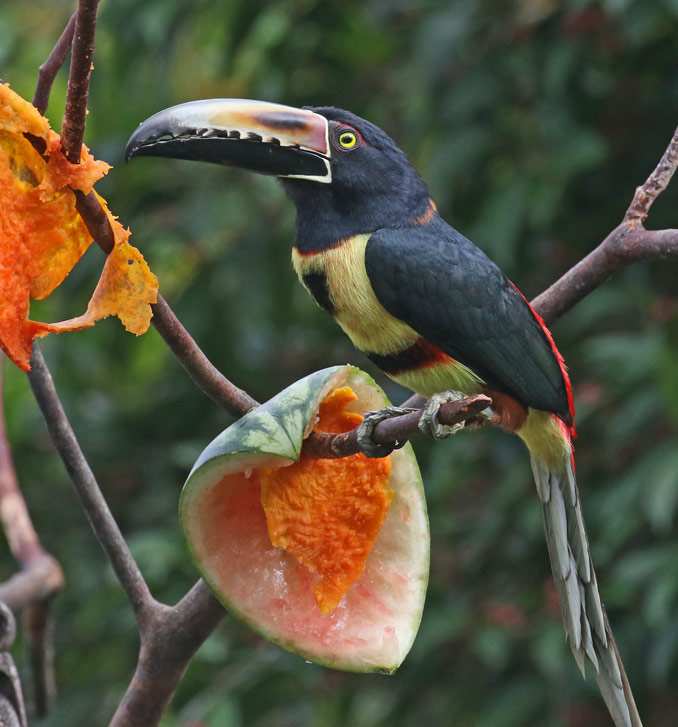 Collared Aracari