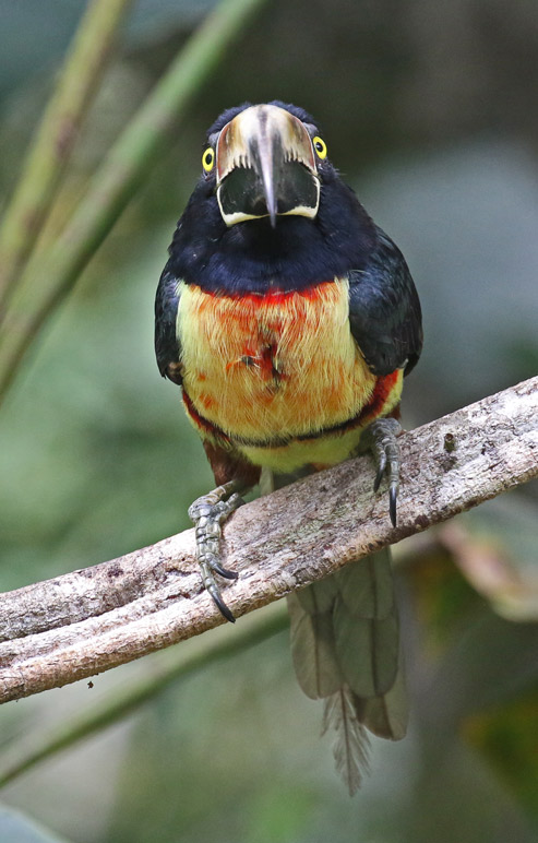 Collared Aracari