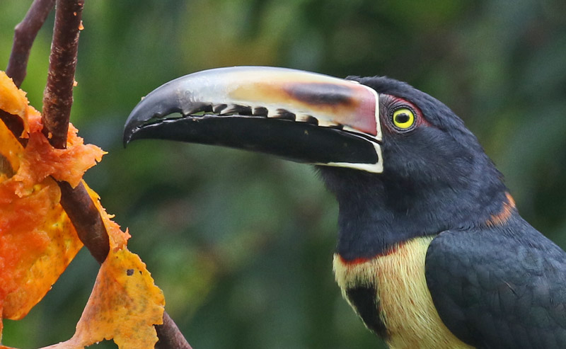 Collared Aracari