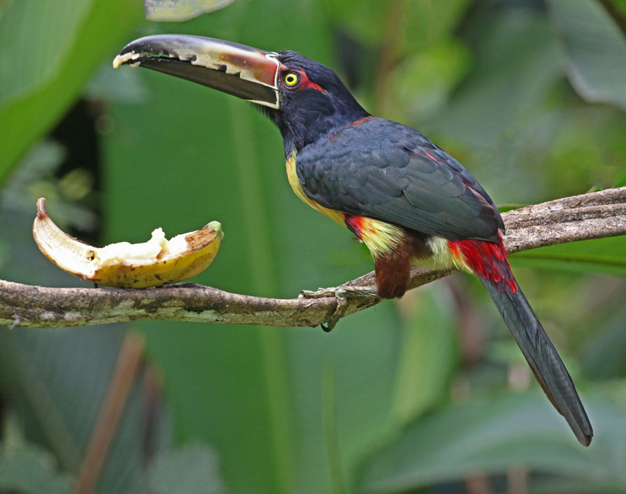 Collared Aracari