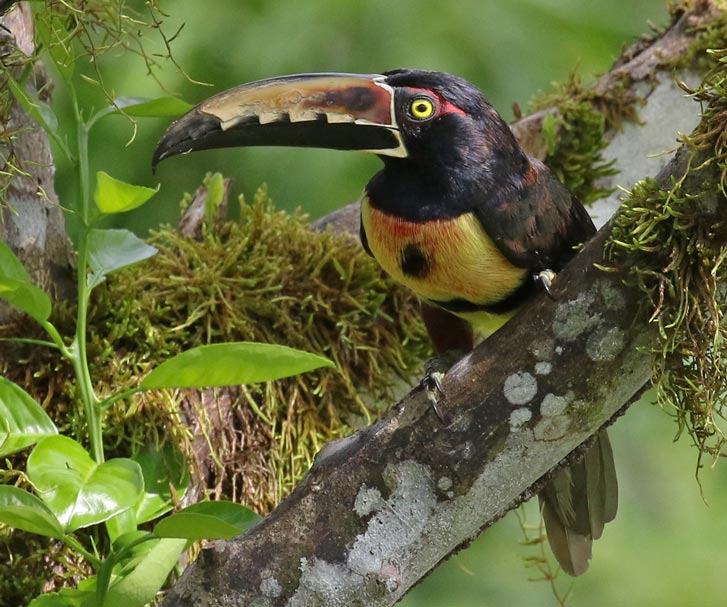Collared Aracari
