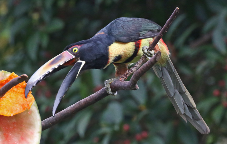 Collared Aracari