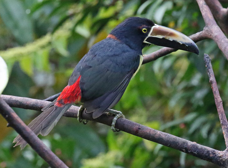 Collared Aracari
