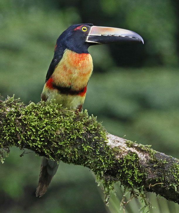 Collared Aracari