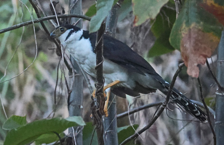 Collared Forest-falcon