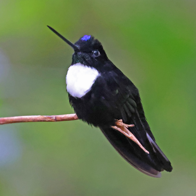 Collared Inca