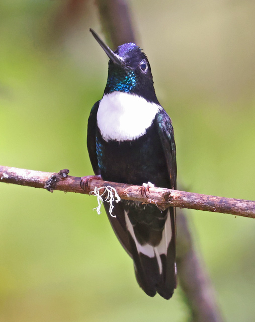 Collared Inca