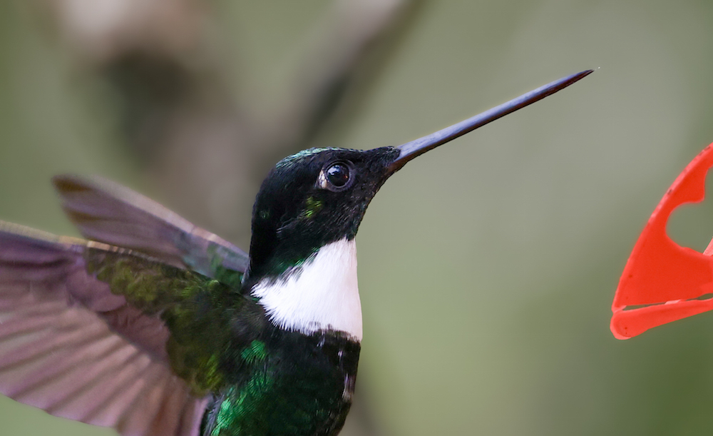 Collared Inca