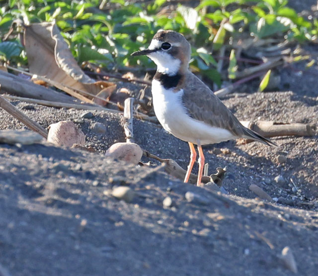 Collared Plover
