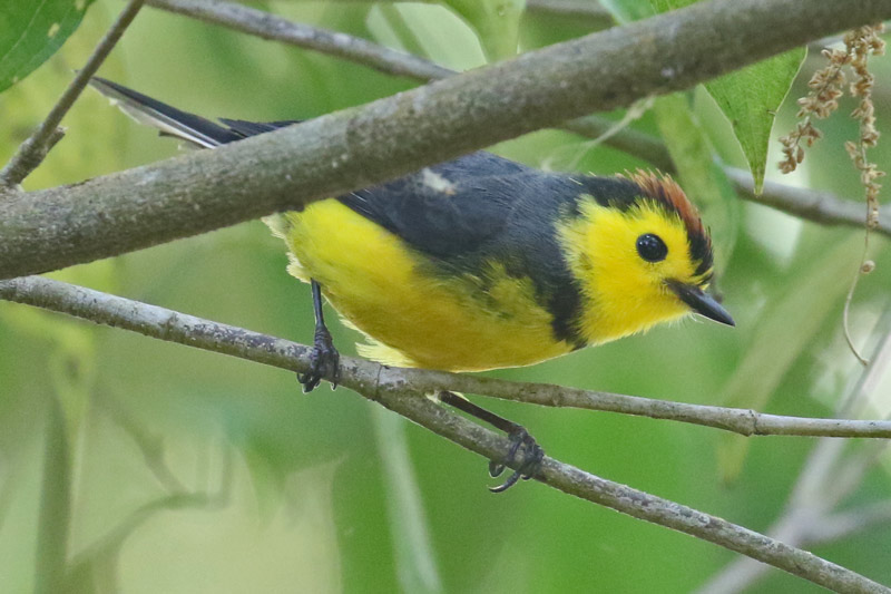 Collared Redstart