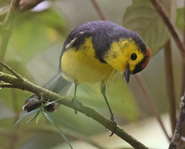 Collared Redstart