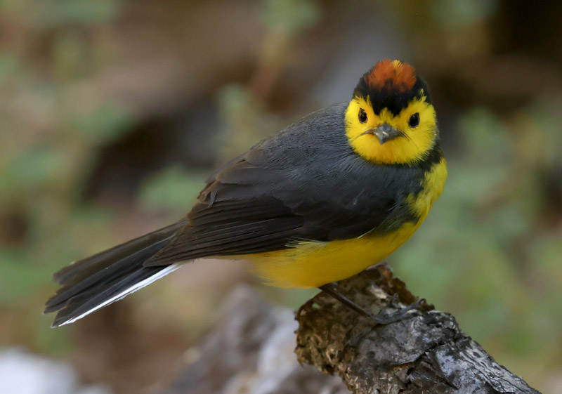 Collared Redstart