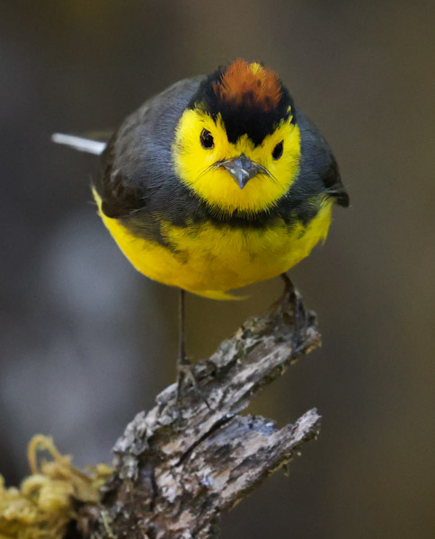 Collared Redstart