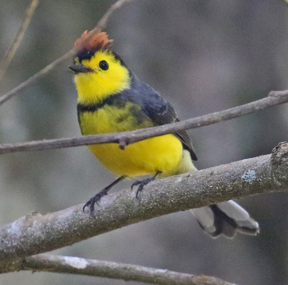 Collared Redstart