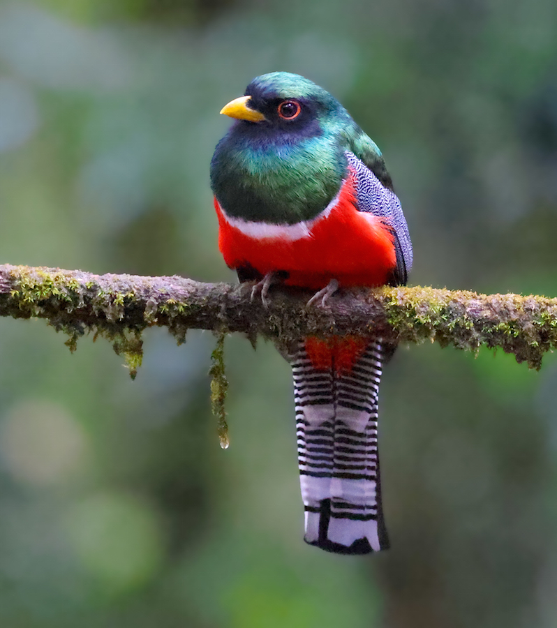 Green-backed Trogon
