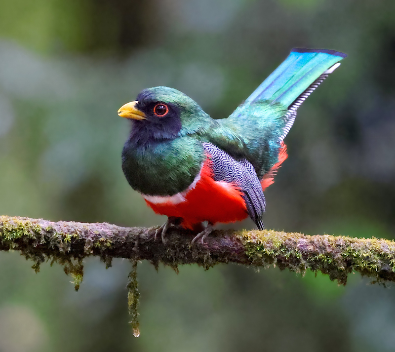 Green-backed Trogon