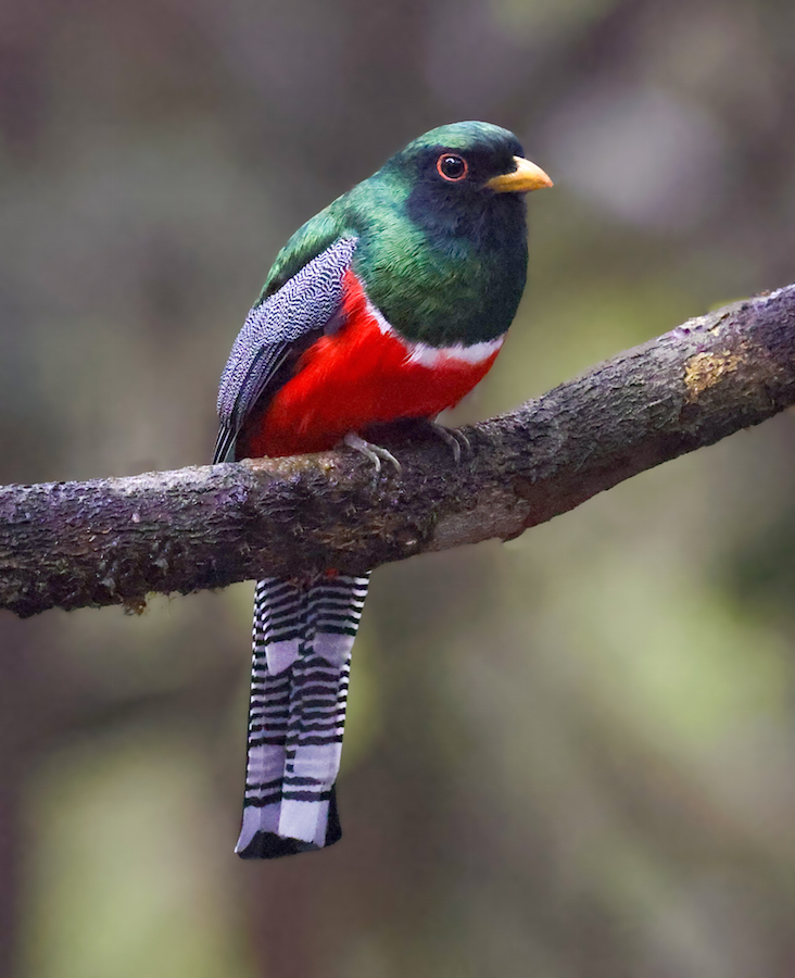 Green-backed Trogon