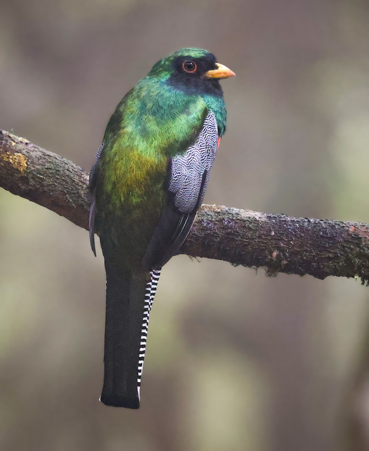 Green-backed Trogon
