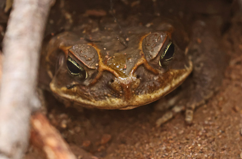 A large toad