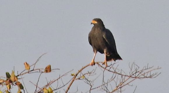 Common Black-hawk