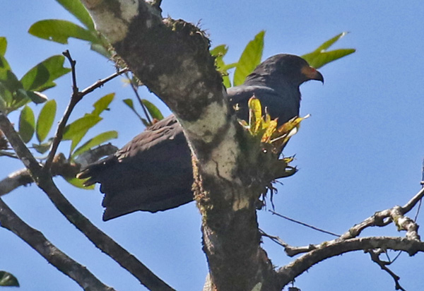 Common Black-hawk