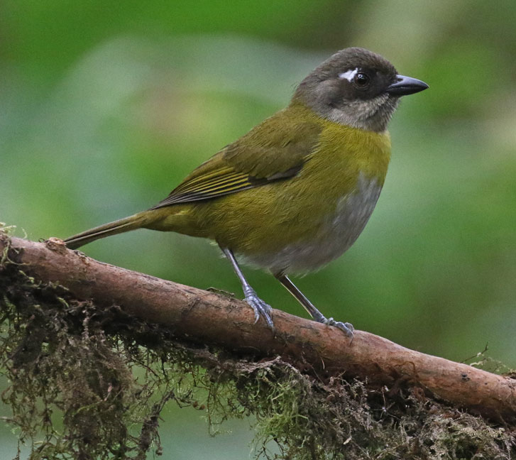 Common Chlorospingus