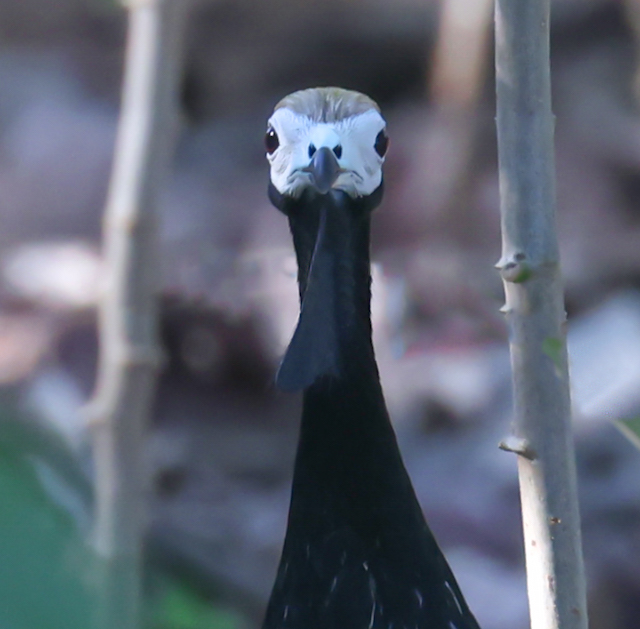 Blue-throated Piping-guan