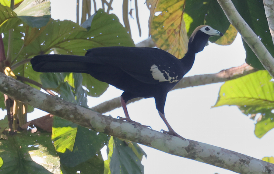 Blue-throated Piping-guan