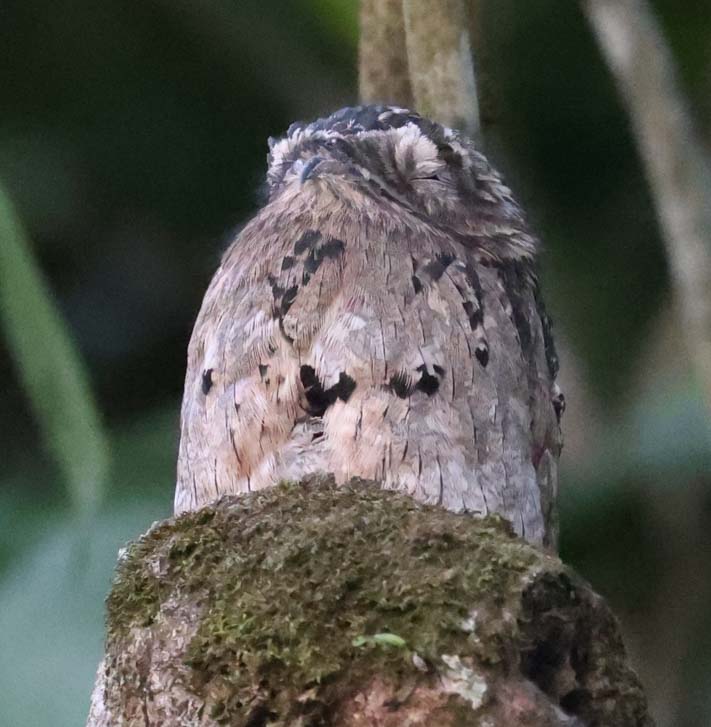 Common Potoo