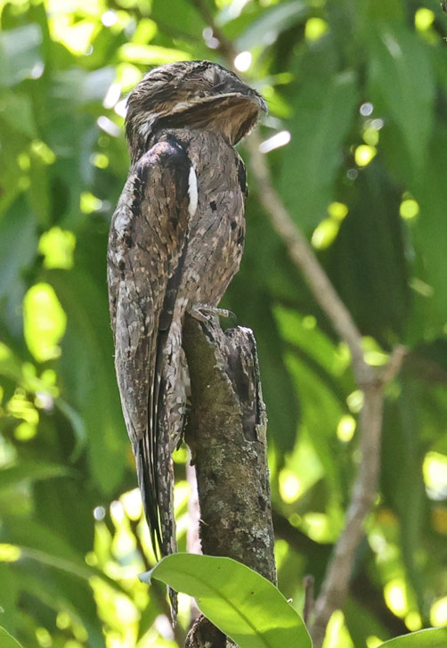 Common Potoo