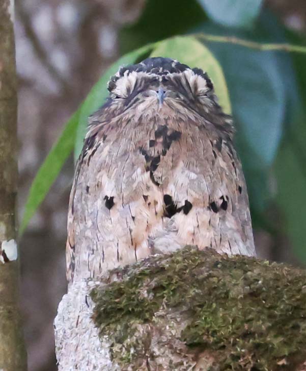 Common Potoo