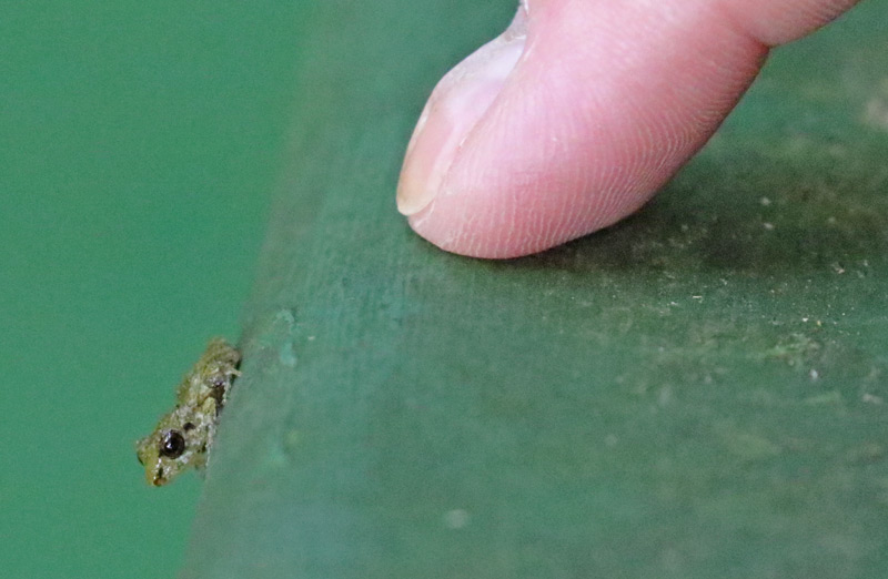 Common Rain Frog